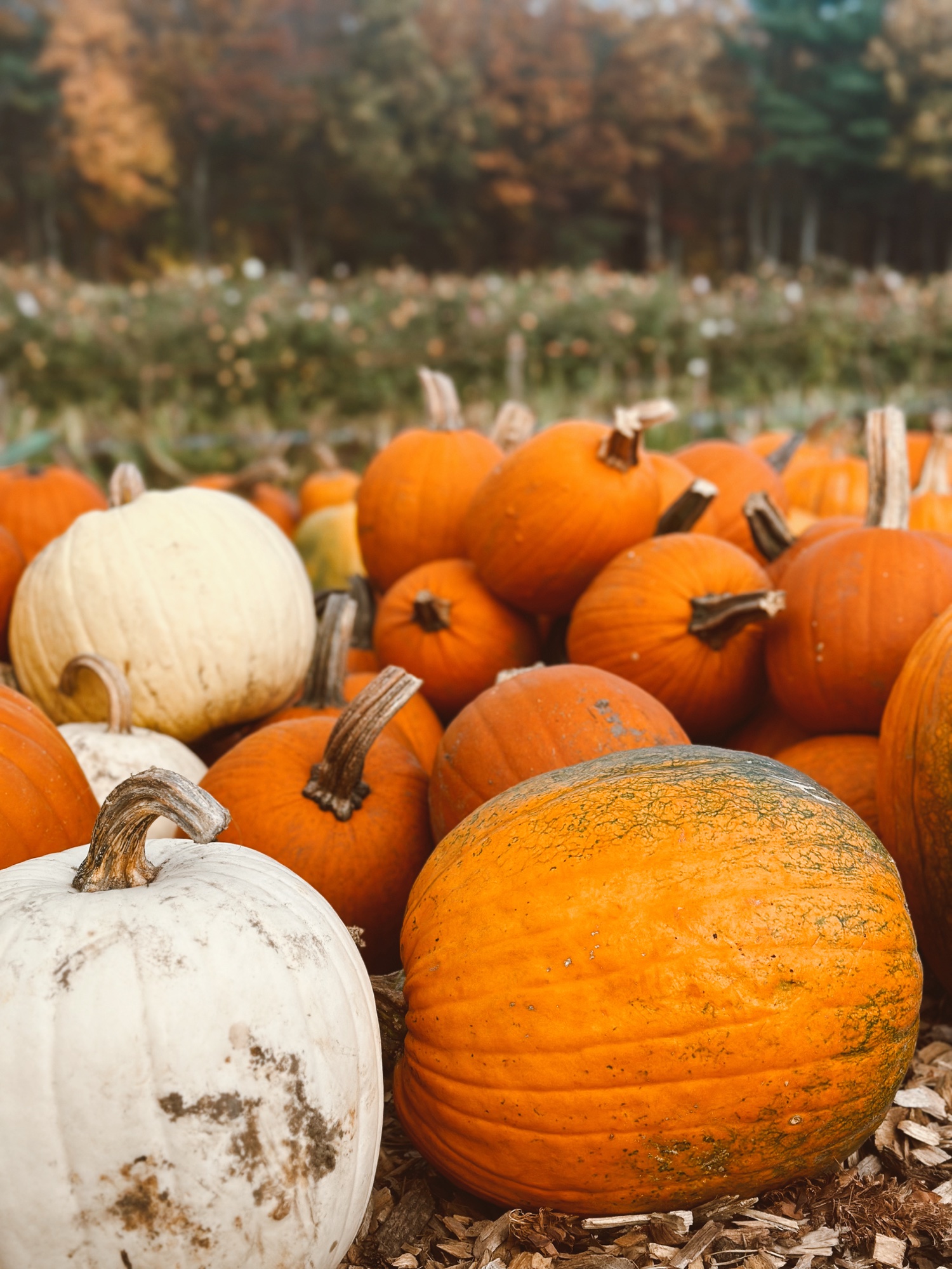 Orange and white pumpkins gathered at the edge of a field in autumn